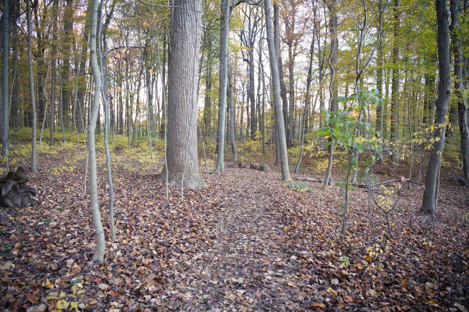 A wooded scene